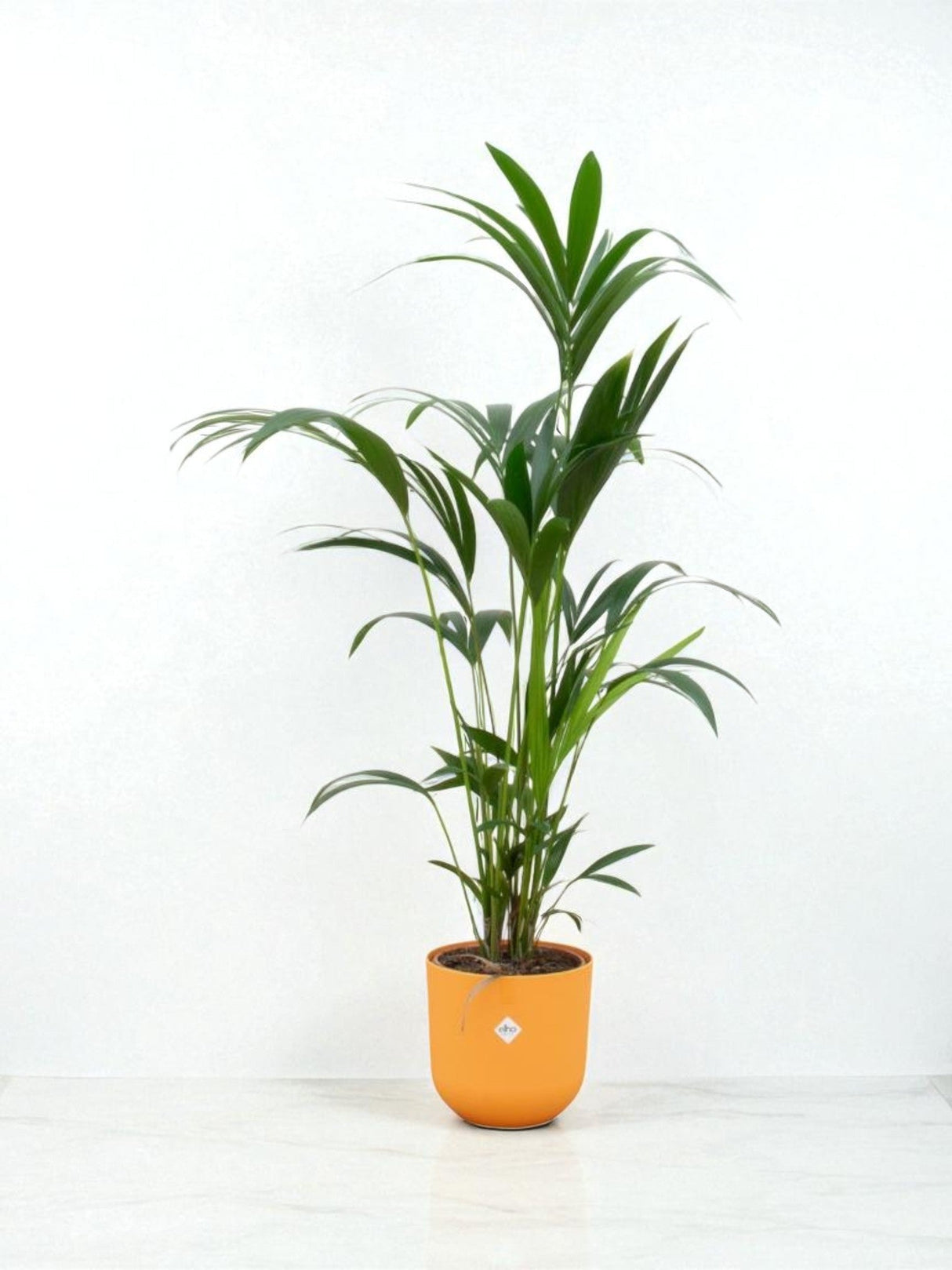 Livraison plante Palmier Kentia 160cm et son pot