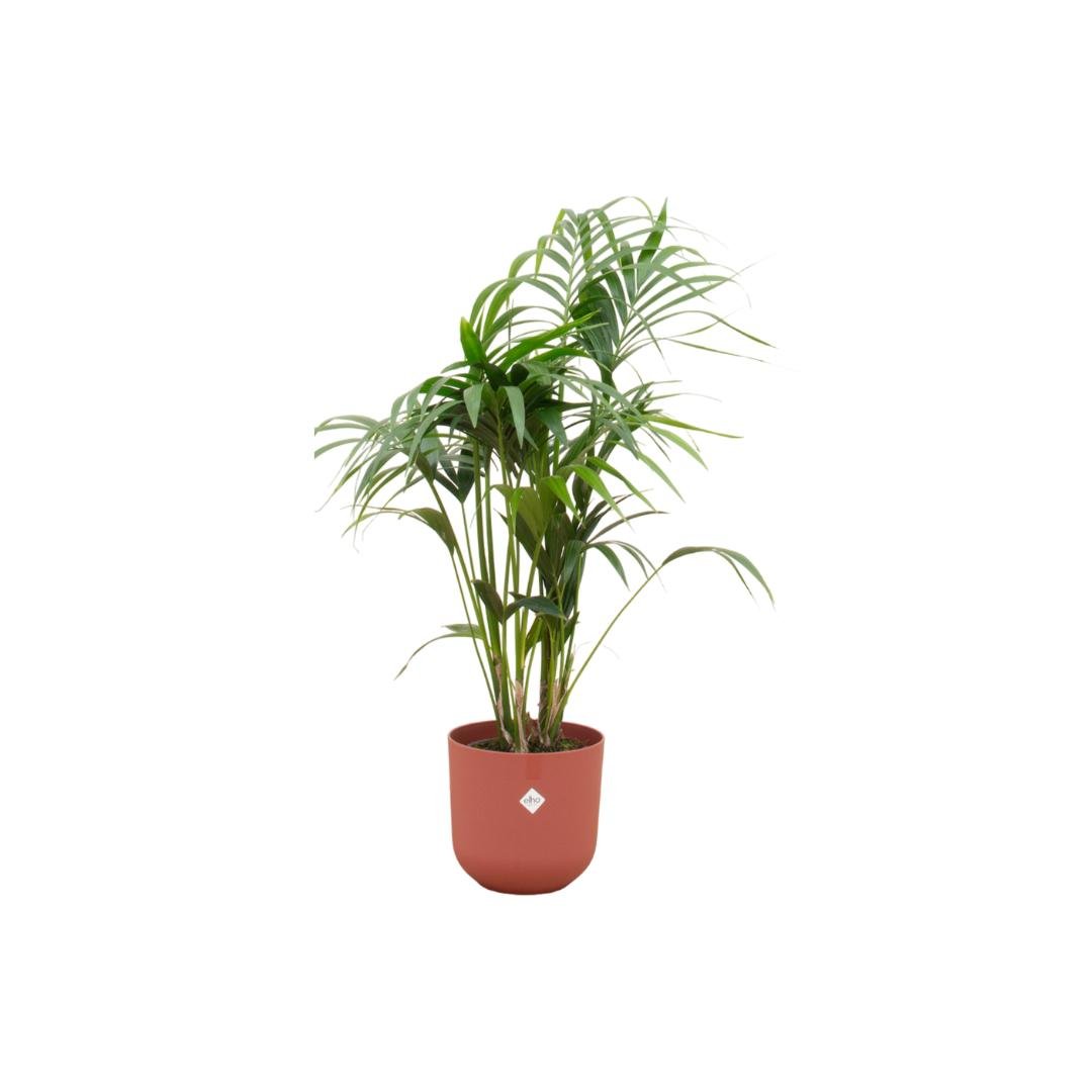 Livraison plante Palmier Kentia 160cm et son pot