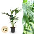 Livraison plante Palmier Kentia – Lot de 2 – Pot 17 cm – Hauteur 70 cm