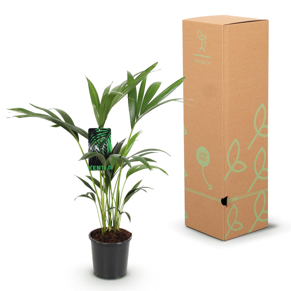 Livraison plante Palmier Kentia – Lot de 2 – Pot 17 cm – Hauteur 70 cm