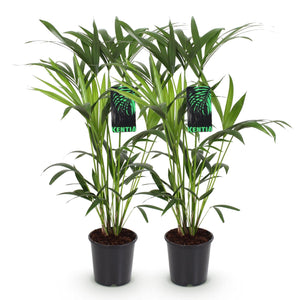 Livraison plante Palmier Kentia – Lot de 2 – Pot 19 cm – Hauteur 80 cm