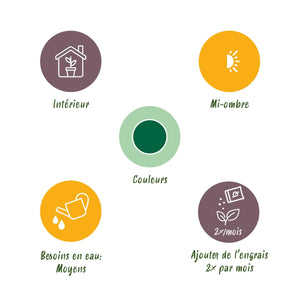 Livraison plante Palmier Kentia – Lot de 2 – Pot 19 cm – Hauteur 80 cm