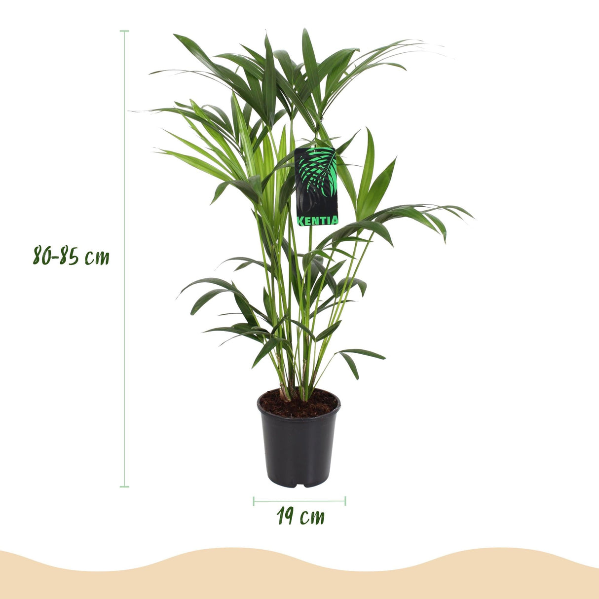 Livraison plante Palmier Kentia – Lot de 2 – Pot 19 cm – Hauteur 80 cm