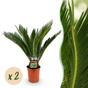 Livraison plante Palmier sago Cycas revoluta – Lot de 2 – Pot 17 cm
