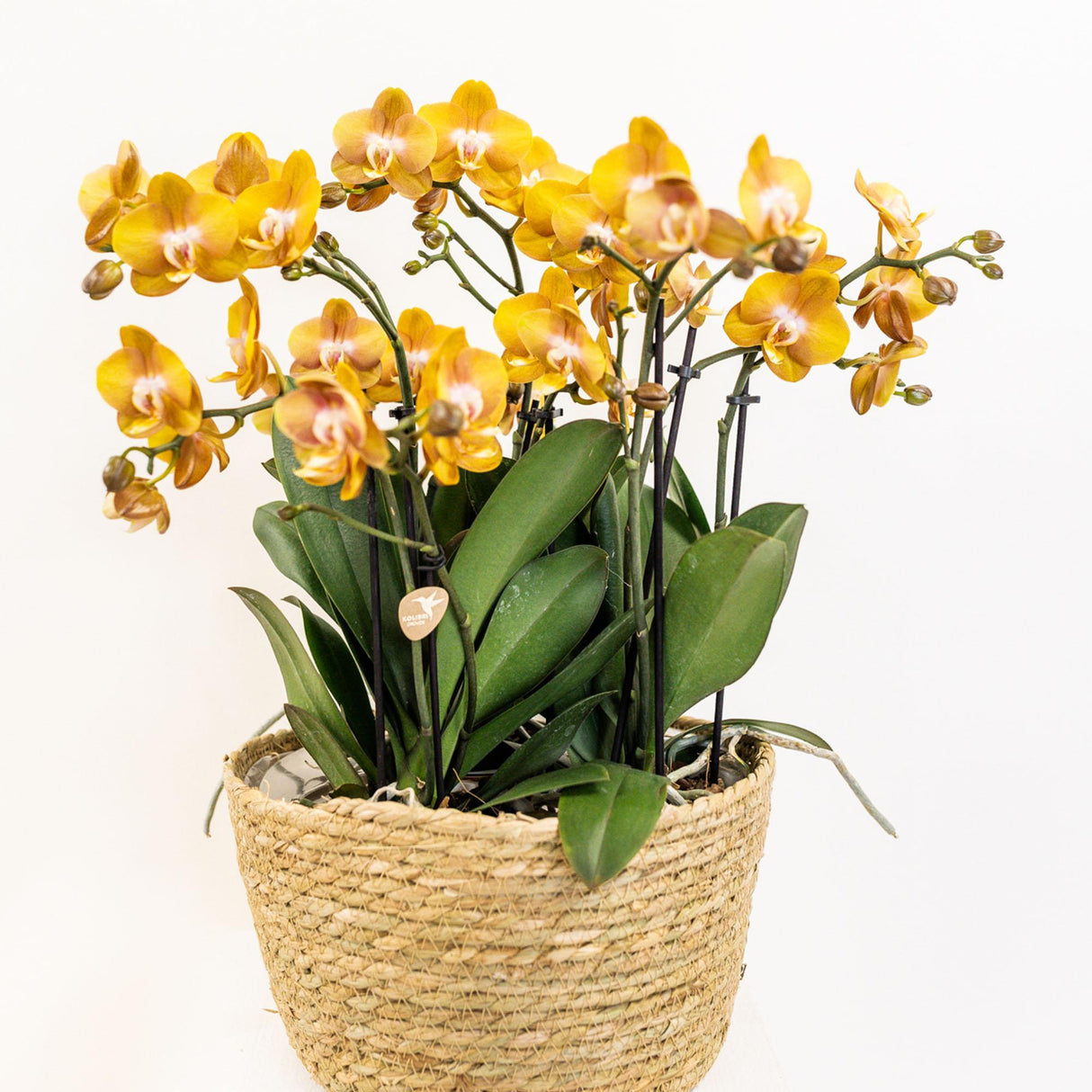 Livraison plante Panier en osier avec 3 orchidées orange et réservoir d'eau intégré