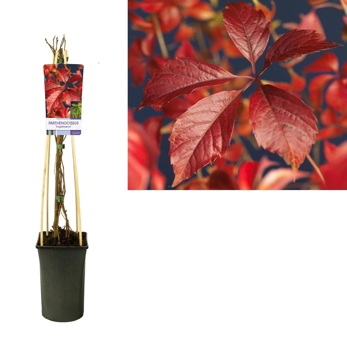 Livraison plante Parthenocissus 'Engelmannii' +light Label - Ø17cm - ↕75cm