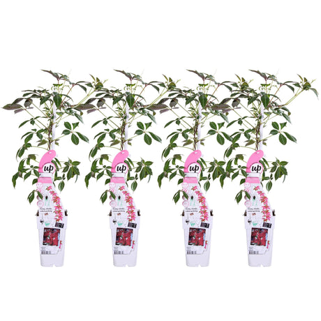 Livraison plante Passiflora Caerulea 'Constance Elliot " - Lot de 4