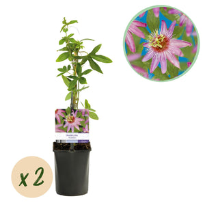 Livraison plante Passiflore Anastasia – Lot de 2 – Pot 11 cm – Hauteur 40 cm