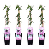 Livraison plante Passiflore 'Purple Haze' lot de 4 - ↨65cm - Ø15 - plante fleurie grimpante