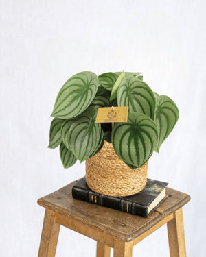 Livraison plante Peperomia Argyreia