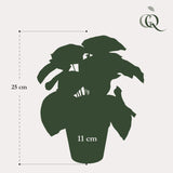 Livraison plante Peperomia Argyreia plante artificielle - h25cm, Ø11cm