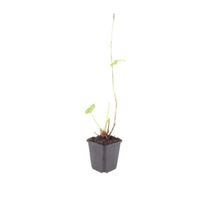 Livraison plante Persicaire blanche