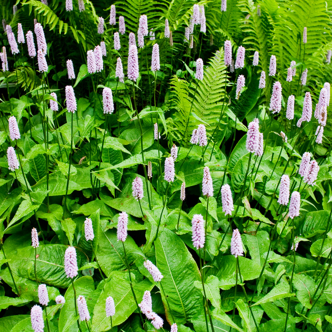 Livraison plante Persicaire blanche