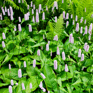 Livraison plante Persicaire blanche