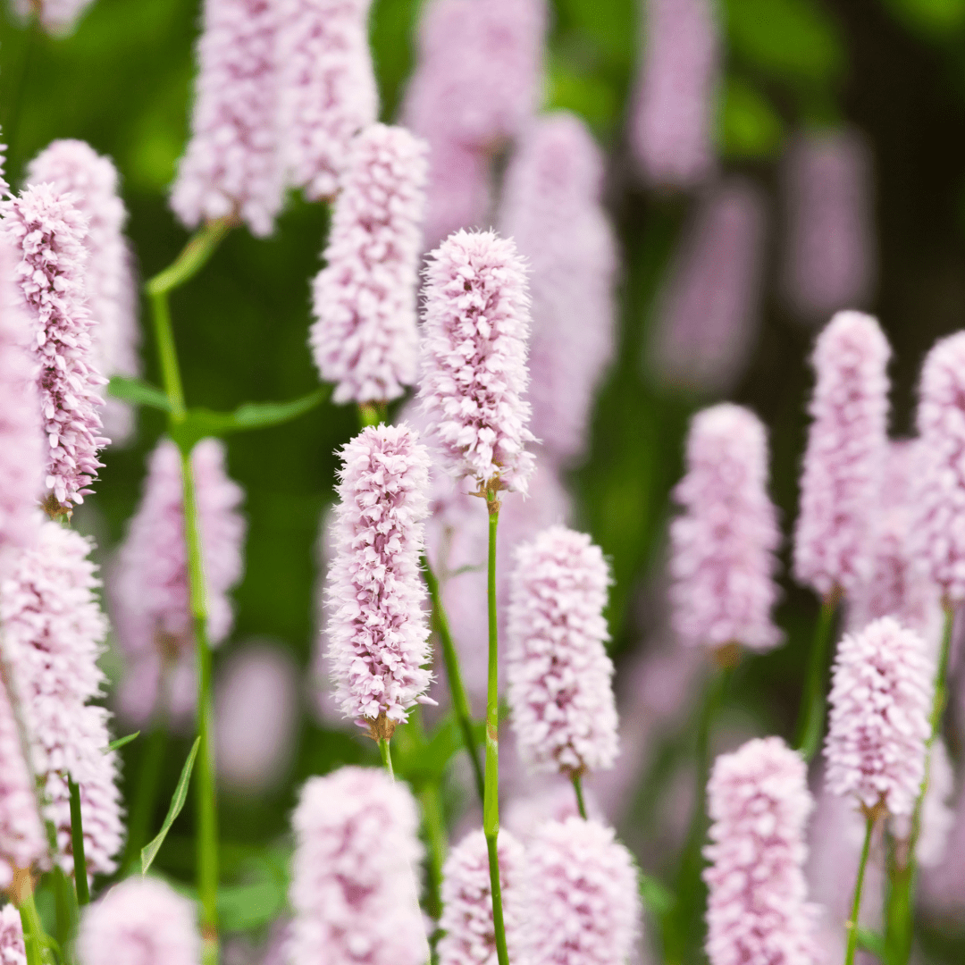Livraison plante Persicaire blanche