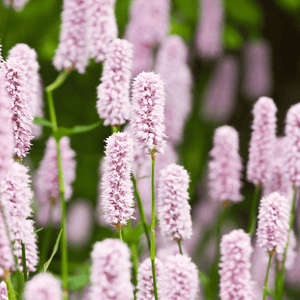 Livraison plante Persicaire blanche