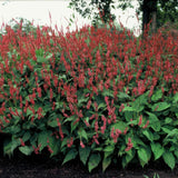 Livraison plante Persicaria amplexicaulis