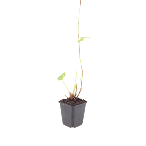 Livraison plante Persicaria bistorta
