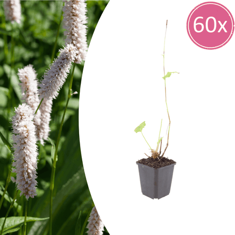 Livraison plante Persicaria superba