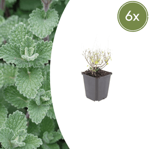 Livraison plante Petit calament