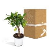 Livraison plante Petit citronnier h35cm