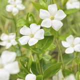 Livraison plante Petite Pervenche 'Alba'