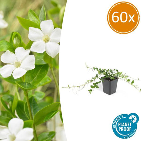 Livraison plante Petite Pervenche 'Alba'