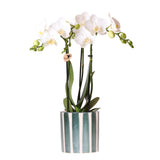 Livraison plante Phalaenopsis 'Amabilis' blanche + pot Painted Stripe vert