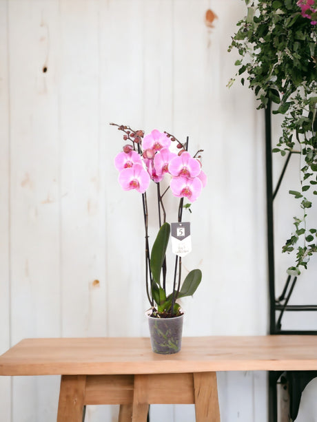 Livraison plante Phalaenopsis Elion