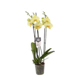 Livraison plante Phalaenopsis Volterra orchidee jaune pastel