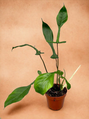 Livraison plante Philodendron Joepii