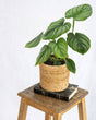 Livraison plante Philodendron Mamei