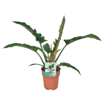 Livraison plante Philodendron Narrow