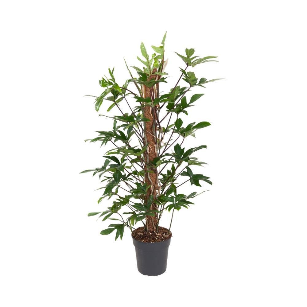 Livraison plante Philodendron Pedatum