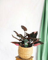 Livraison plante Philodendron Pink Princess