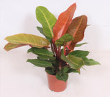 Livraison plante Philodendron Prince of Orange