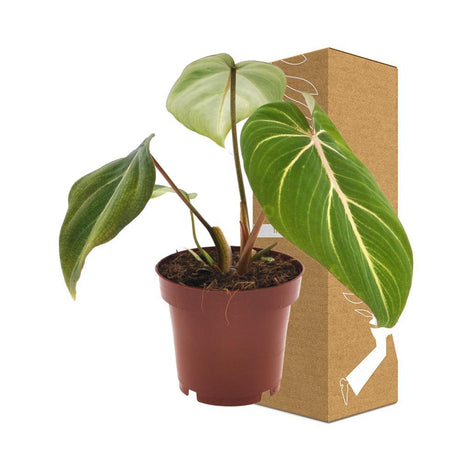 Livraison plante Philodendron Selloum Atom