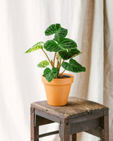 Livraison plante Philodendron Verrucosum