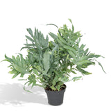 Livraison plante Phlebodium blue star h50.0cm