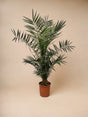 Livraison plante Phoenix Canariensis