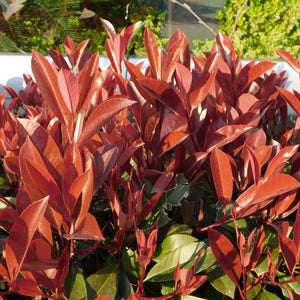 Livraison plante Photinia fraseri Little Red Robin – Pot 19cm – Hauteur 90cm
