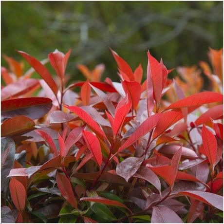 Livraison plante Photinia fraseri 'Red Robin' - Lot de 6