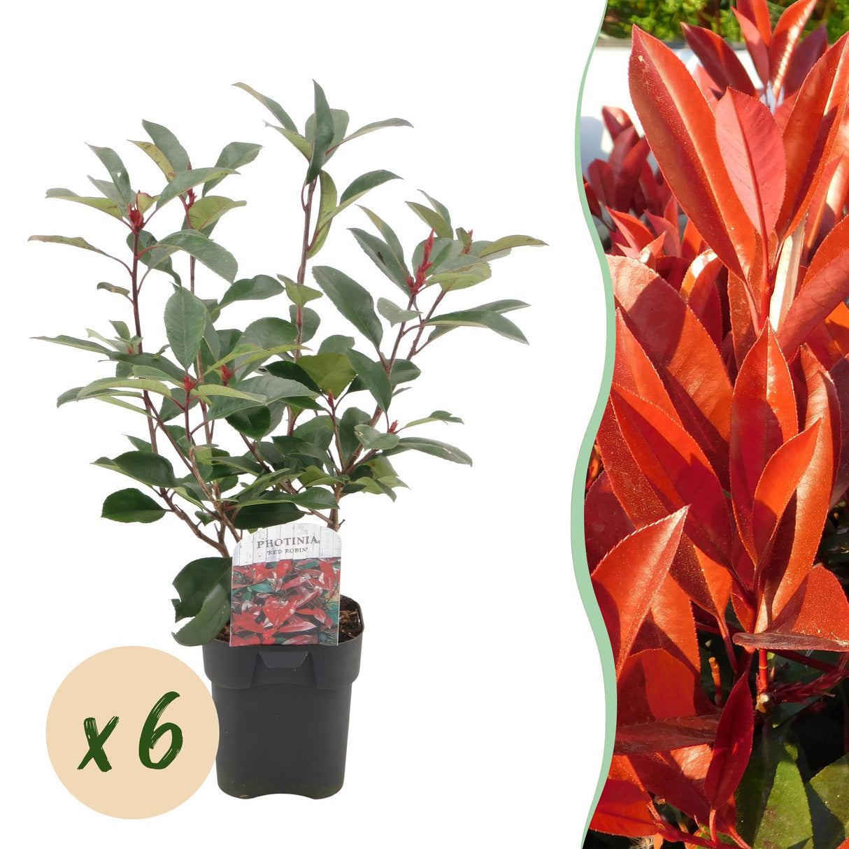 Livraison plante Photinia Red Robin – Lot de 6 – Pot 17 cm – Hauteur 55 cm