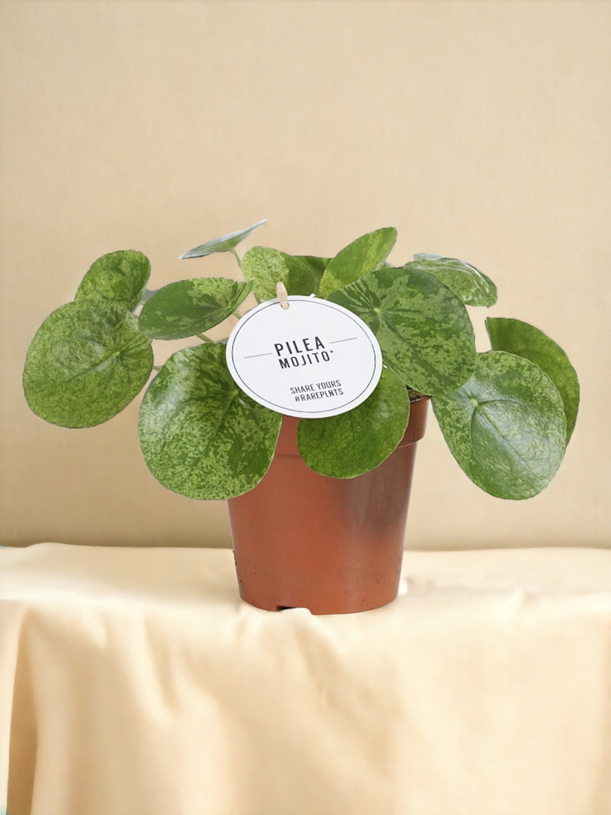 Livraison plante Pilea Mojito