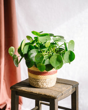 Livraison plante Pilea Peperomioides