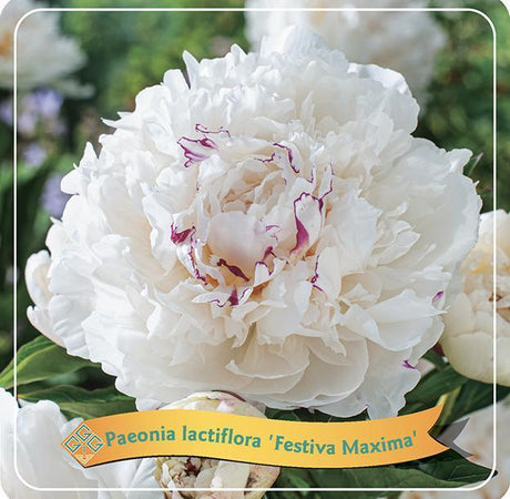 Livraison plante Pivoine Lactiflora 'Festiva Maxima' blanc