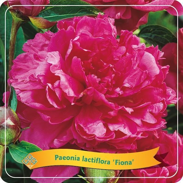 Livraison plante Pivoine Lactiflora 'Fiona' rose