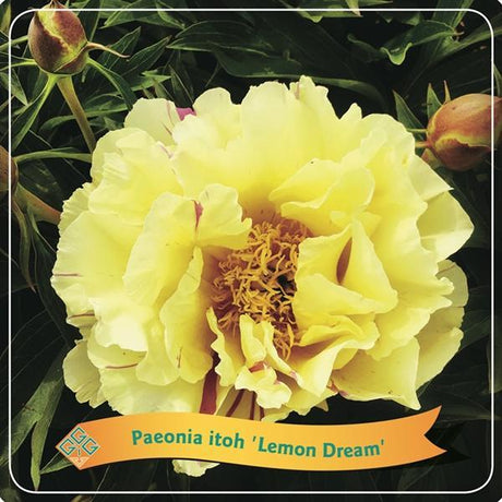Livraison plante Pivoine 'Lemon Dream' Jaune