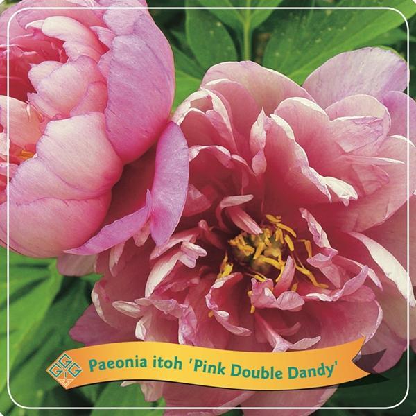 Livraison plante Pivoine 'Pink Double Dandy' rose