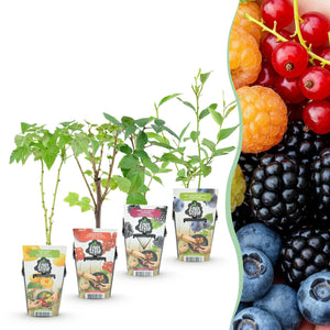 Livraison plante Plantes fruitières Rainbow x4